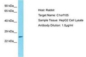 Image no. 1 for anti-Chromosome 1 Open Reading Frame 105 (C1ORF105) (AA 26-75) antibody (ABIN6750732) (C1ORF105 抗体  (AA 26-75))