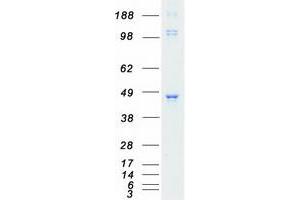 Western Blotting (WB) image for Pyruvate Dehydrogenase Kinase, Isozyme 2 (PDK2) protein (Myc-DYKDDDDK Tag) (ABIN2728575)