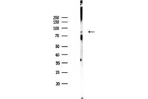 Western blot analysis of lysates from Mouse liver, using Phospho-beta Catenin (y654) Antibody at 1/1000 dilution.