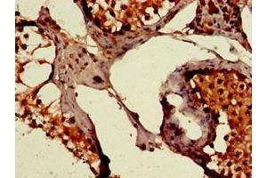 Immunohistochemistry of paraffin-embedded human testis tissue using ABIN7175913 at dilution of 1:100 (PEPD 抗体  (AA 258-395))