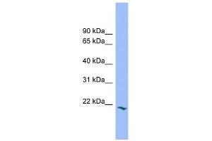 PRRG2 antibody used at 1 ug/ml to detect target protein. (PRRG2 抗体)