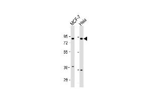 All lanes : Anti-FRS2 Antibody (Center) at 1:1000 dilution Lane 1: MCF-7 whole cell lysate Lane 2: Hela whole cell lysate Lysates/proteins at 20 μg per lane. (FRS2 抗体  (AA 275-303))