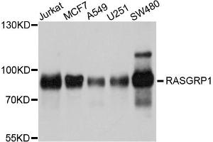 Western blot analysis of extracts of various cells, using RASGRP1 antibody. (RASGRP1 抗体)