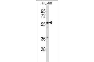 MCOLN3 Antibody (C-term) (ABIN657789 and ABIN2846763) western blot analysis in HL-60 cell line lysates (35 μg/lane).