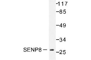 Image no. 1 for anti-SUMO/sentrin Specific Peptidase Family Member 8 (SENP8) antibody (ABIN271961) (SENP8 抗体)