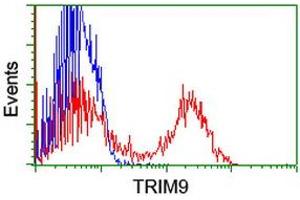 Image no. 1 for anti-Tripartite Motif Containing 9 (TRIM9) (AA 284-669) antibody (ABIN1491324) (TRIM9 抗体  (AA 284-669))