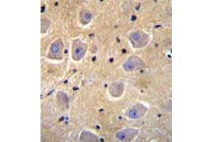 Formalin fixed, paraffin embedded human brain tissue stained with SHISA6 Antibody (N-term) followed by peroxidase conjugation of the secondary antibody and DAB staining. (SHISA6 抗体  (N-Term))