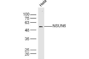 Hela lysates probed with NSUN6 Polyclonal Antibody, Unconjugated  at 1:300 dilution and 4˚C overnight incubation.