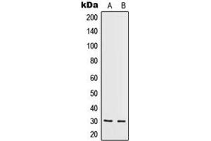 Western blot analysis of IL-5 expression in HeLa (A), HepG2 (B) whole cell lysates.