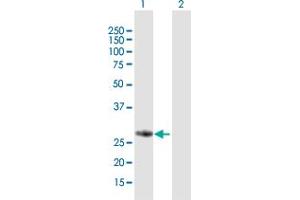 Western Blot analysis of FBXO17 expression in transfected 293T cell line by FBXO17 MaxPab polyclonal antibody.