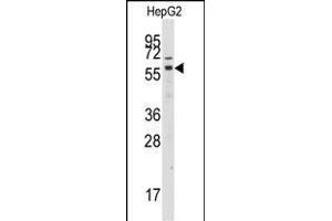 Western blot analysis of anti-GRK7 Antibody (C-term) (ABIN392124 and ABIN2841868) in HepG2 cell line lysates (35 μg/lane).