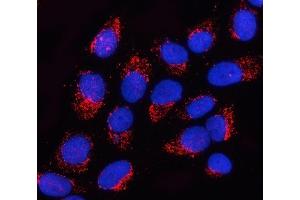 IF analysis of OGDHL using anti-OGDHL antibody (ABIN7598933). (OGDHL 抗体  (AA 1-1010))