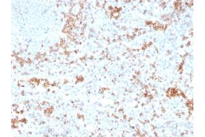 Formalin-fixed, paraffin-embedded human Spleen stained with Granzyme B Monospecific Mouse Monoclonal Antibody (GZMB/3055). (GZMB 抗体  (AA 73-187))
