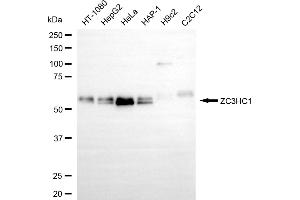 Western blotting analysis using ZC3HC1 antibody (ABIN7800903).