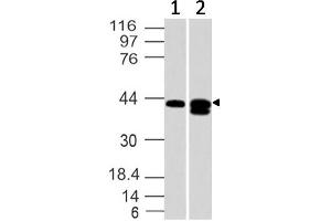 Image no. 1 for anti-Sphingosine-1-Phosphate Receptor 1 (S1PR1) (AA 86-382) antibody (ABIN5027177) (S1PR1 抗体  (AA 86-382))