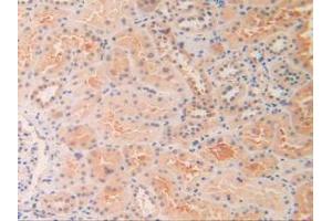 IHC-P analysis of Human Kidney Tissue, with DAB staining. (OIT3 抗体  (AA 297-506))