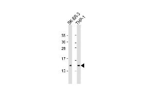 All lanes : Anti-RPS27 Antibody (C-Term) at1:2000 dilution Lane 1: SK-BR-3 whole cell lysate Lane 2: THP-1 whole cell lysate Lysates/proteins at 20 μg per lane. (RPS27 抗体  (AA 46-76))