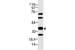 Image no. 1 for anti-Siglec H (AA 109-309) antibody (ABIN5027362) (Siglec H 抗体  (AA 109-309))
