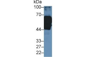 Western Blotting (WB) image for anti-Kininogen 1 (KNG1) (AA 225-407) antibody (ABIN7438388)