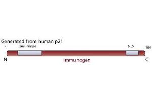 Image no. 3 for anti-Cyclin-Dependent Kinase Inhibitor 1A (p21, Cip1) (CDKN1A) antibody (ABIN967528) (p21 抗体)