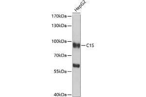 Western blot analysis of extracts of HepG2 cells, using C1S antibody (ABIN6127534, ABIN6137765, ABIN6137768 and ABIN6222606) at 1:1000 dilution. (C1S 抗体  (AA 479-688))