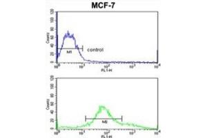 Flow Cytometry (FACS) image for anti-Zyg-11 Family Member A, Cell Cycle Regulator (ZYG11A) antibody (ABIN3003864) (ZYG11A 抗体)