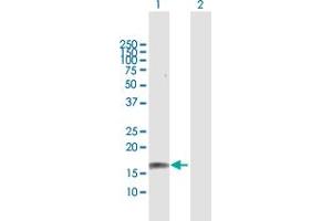 Western Blot analysis of GRIN2C expression in transfected 293T cell line by GRIN2C MaxPab polyclonal antibody. (GRIN2C 抗体  (AA 1-171))
