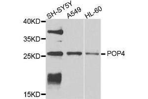 Western blot analysis of extracts of various cells, using POP4 antibody. (RPP29 抗体)