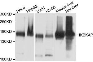Western blot analysis of extracts of various cells, using IKBKAP antibody. (IKAP/p150 抗体)