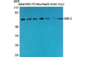 Western Blot (WB) analysis of specific cells using GRK 5 Polyclonal Antibody. (GRK5 抗体  (Internal Region))