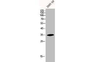 Western Blot analysis of 293T-UV cells using HoxA11/D11 Polyclonal Antibody (HOXA11/D11 抗体  (C-Term))
