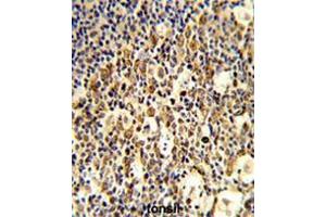 Formalin-fixed and paraffin-embedded human tonsil reacted with FCGR1B Antibody (C-term), which was peroxidase-conjugated to the secondary antibody, followed by DAB staining. (FCGR1B 抗体  (C-Term))