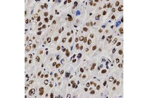 Immunohistochemistry (IHC) image for anti-Proline-, Glutamic Acid- and Leucine-Rich Protein 1 (PELP1) (AA 1021-1180) antibody (ABIN3023502) (PELP1 抗体  (AA 1021-1180))