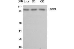 Western Blot (WB) analysis of specific cells using HSP90A Polyclonal Antibody. (HSP90AA1 抗体  (C-Term))