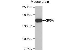 Western Blotting (WB) image for anti-Kinesin Family Member 5A (KIF5A) antibody (ABIN1873405) (KIF5A 抗体)