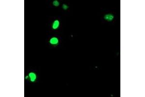 Anti-ELK3 mouse monoclonal antibody (ABIN2455067) immunofluorescent staining of COS7 cells transiently transfected by pCMV6-ENTRY ELK3 (RC203114). (ELK3 抗体)