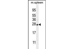 CRYGS Antibody (C-term) (ABIN654694 and ABIN2844386) western blot analysis in mouse spleen tissue lysates (35 μg/lane). (CRYGS 抗体  (C-Term))