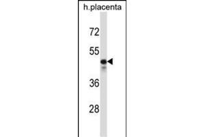 KCNS2 Antibody (N-term) (ABIN657412 and ABIN2846450) western blot analysis in human placenta tissue lysates (35 μg/lane). (KCNS2 抗体  (N-Term))