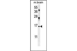 Western blot analysis of ENSA Antibody  in mouse brain tissue lysates (35ug/lane). (Ensa 抗体  (Middle Region))