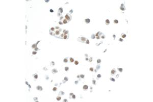 Immunocytochemistry (ICC) image for anti-Cyclin-Dependent Kinase 7 (CDK7) (AA 300-346) antibody (ABIN7454008)