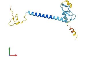 Protein Structure (PS) image for Ring Finger Protein 122 (RNF122) (AA 1-155) protein (His tag) (ABIN7558794)
