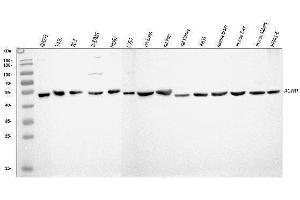 Western blot analysis of AGTR1 using anti-AGTR1 antibody (ABIN3043531).