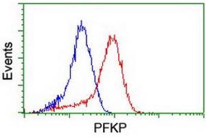 Flow cytometric Analysis of Hela cells, using anti-PFKP antibody (ABIN2455339), (Red), compared to a nonspecific negative control antibody, (Blue). (PFKP 抗体)