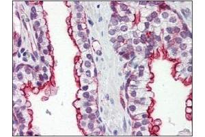 Immunohistochemistry (IHC) image for anti-Clusterin (CLU) (AA 1-333), (N-Term) antibody (ABIN317504)