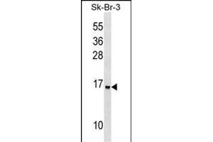 UTS2D Antibody (N-term) (ABIN1539068 and ABIN2849168) western blot analysis in SK-BR-3 cell line lysates (35 μg/lane). (Urotensin 2B 抗体  (N-Term))