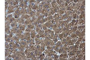 IHC-P Image Pyruvate Kinase (liver/RBC) antibody detects Pyruvate Kinase (liver/RBC) protein at cytoplasm in rat liver by immunohistochemical analysis. (Pyruvate Kinase 抗体  (Center))