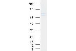 Validation with Western Blot