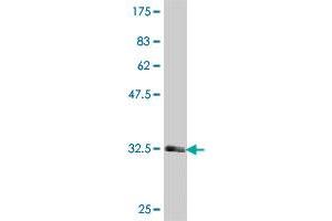 Western Blot detection against Immunogen (34. (HTR1F 抗体  (AA 203-279))