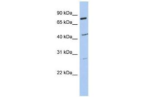 CCDC63 antibody used at 1 ug/ml to detect target protein. (CCDC63 抗体  (Middle Region))