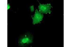 Immunofluorescence (IF) image for anti-Dual Specificity Phosphatase 23 (DUSP23) antibody (ABIN1497930) (DUSP23 抗体)